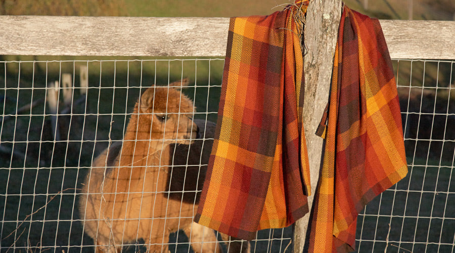 Wrap Up in Warm Alpaca Fleece