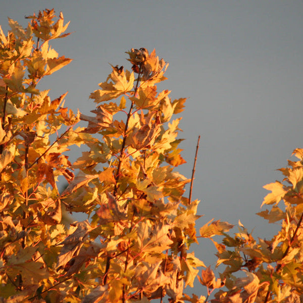 Three Ways to be the Best Guest at a Fall Wedding