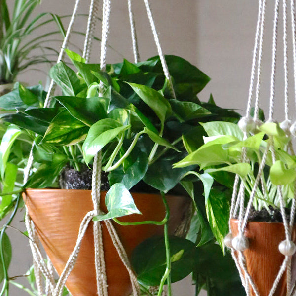 Your Guide to Happy Healthy Houseplants